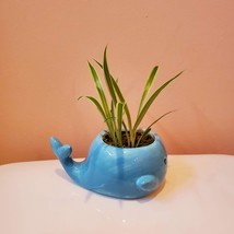 Blue Whale Planter with Live Spider Plant, Houseplant in Ceramic Plant Pot image 3