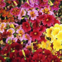 Vpf Painted Tongue Superbissima Mix Heirloom Salpiglossis Non-GMO 500 Seeds - $4.98