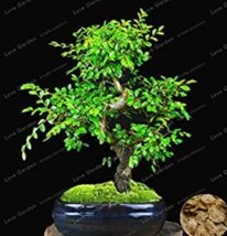 Chinese Elm Bonsai Tree New Fresh Woody Perennial Outdoor Mini Ulmus Pumila 3... - $17.40