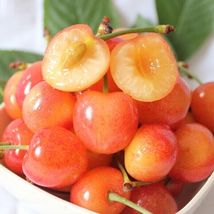 Yellow Jamaican Cherry Tree Muntingia Starter Plant - £30.49 GBP