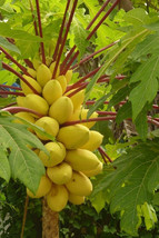 VP Hortus Gold Papaya for Garden Planting USA FAST 25+ Seeds - $8.22