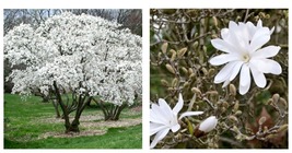 1 Gallon Pot Magnolia Stellata A Shrub That Produce Star Shaped Fragrant... - £71.93 GBP