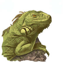 AnyGame Wooden Jigsaw 3D Puzzles Green Iguana Mysterious Gift Educational Intera - £18.56 GBP+