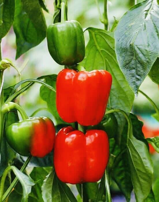 California Wonder Bell Pepper Seeds Fresh Harvest New Fresh  - $3.38
