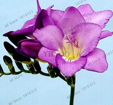 100 Pcs Bag Freesia Bulbs True Freesia Flowers Orchid Flowers Freesia Rhizome Bu - $12.72