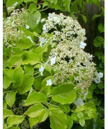 7 Climbing Hydrangea Vine Seeds-1129 - €2,62 EUR