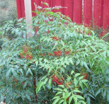 20 Heavenly Bamboo Seeds, Nandina domestica, Ornamental Evergreen Shrub - $6.49