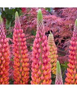 25 Terracotta Lupine Seeds Flower Perennial Flowers Hardy Seed - £7.85 GBP