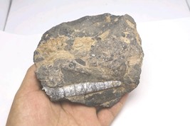 Devonian Orthoceras Fossil Plate – Authentic Morocco Fossil Stone Fossils  - $24.75