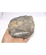 Devonian Orthoceras Fossil Plate – Authentic Morocco Fossil Stone Fossils  - $454.78 MXN