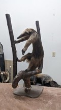 Tamandua / Ant Eater Full Body Mount Taxidermy  - TAM88 - £1,792.31 GBP