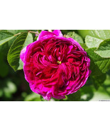 Charles de Mills&#39; rose plant (aka Bizarre Triomphant rose) bush - $509.36 MXN