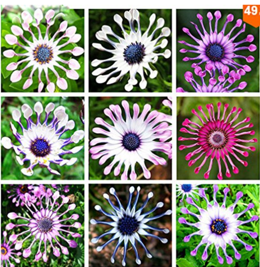 AQL 100 Of/bag Osteospermum seedsdaisy seedsosteospermum flowers8 colours flower