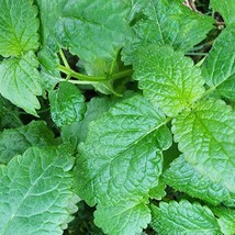 USA Seller Lemon Balm Perennial Tea &amp; Culinary Herb Seeds - £15.13 GBP