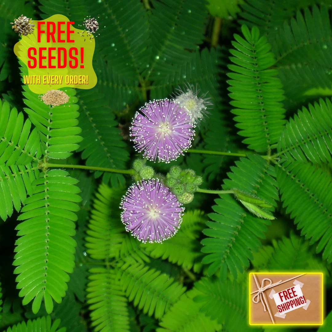 Fresh Sensitive Plant Seeds | Mimosa Pudica | Heirloom Non-GMO | Flowers - $3.40