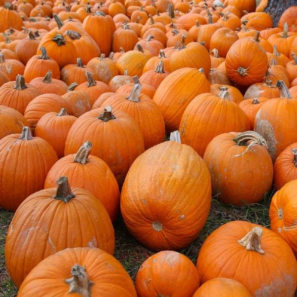 Small Sugar Pie Pumpkin Seeds Fresh Garden Seeds Fresh Seeds - $3.00