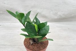 3&quot; Pot Zamioculcas zamiifolia ,ZZ plant, Zanzibar Gem live houseplant - £20.76 GBP