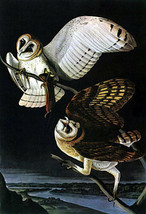 Audubon Barn Owl 15x22 Hand Numbered Ltd. Edition Beautiful Birds Art Print - £39.15 GBP