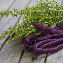 USA Seller Louisiana Purple Pod Bush Bean Seeds Organic - $12.28