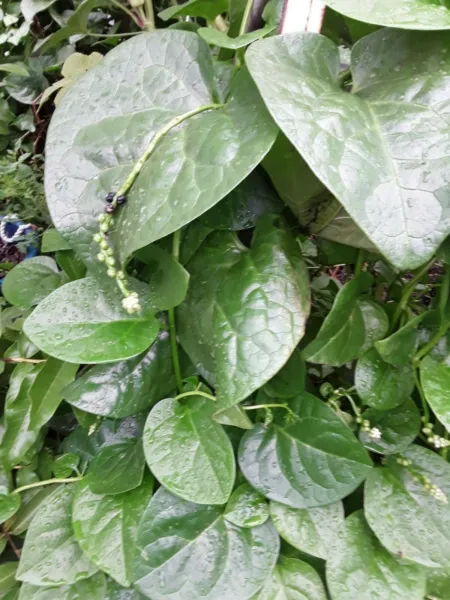 1220 Green Stem Malabar Spinach Seeds Alugbati Vietnamese Spinach Pui Poi Saag - £29.22 GBP
