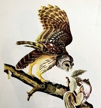 Barred Owl 1950 Lithograph Art Print Audubon Bird First Edition DWU14D - $29.99