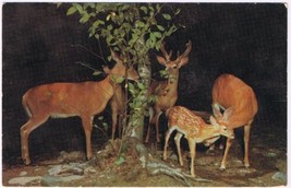 Postcard Animal Deer Family Greetings From Pocono Mountains - £2.35 GBP
