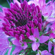 Best Seeds Native Rocky Mountain Bee Plant Seeds Wild Native Cleome Wildflower C - £9.56 GBP