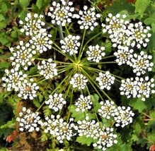 Bloomys Anise Seeds Non-Gmo 200 SeedsUS Seller - £7.33 GBP