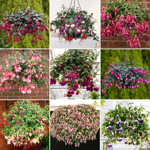 NEW BELLFARM 100PCS Hanging Bonsai Fuchsia Perennial Flowers Seeds Heirloom Red  - £5.57 GBP