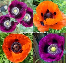 LimaJa Poppies Flanders Field Poppy Wildflower Heirloom Non-GMO 1500 WILL GERMIN - £8.66 GBP