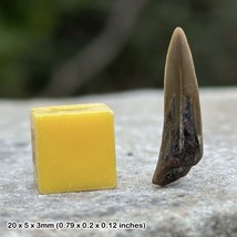 London sharks tooth fossil, uk, eocene period - $10.36