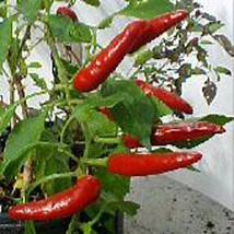 Usa Seller Sport Hot Peppers Seeds Fast Shipping - £7.36 GBP