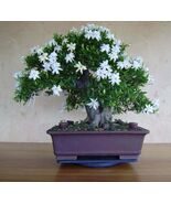 25 White Jasmine Bonsai Tree Seeds Vibrant White Flowers - $9.25 CAD