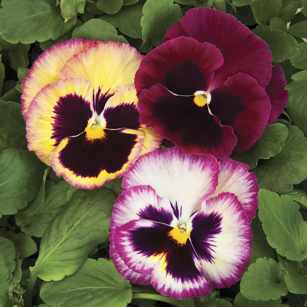 Pansy Seeds Colossus Rose Medley 50 Seeds Drought Tolerant - £12.78 GBP