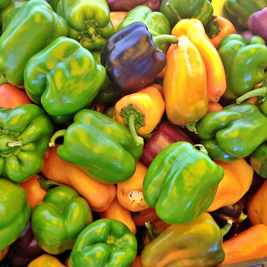 Gourmet Rainbow Sweet Bell Pepper Mix Vegetable Seeds Fresh Gardening - $15.06