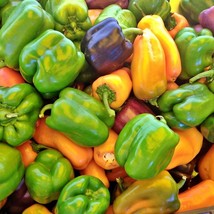 Gourmet Rainbow Sweet Bell Pepper Mix Vegetable Seeds Fresh Gardening - $15.06
