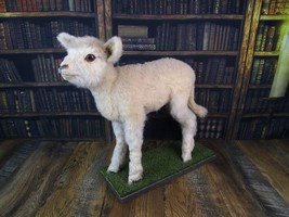 Preowned Taxidermy Lamb Sheep Full Body Standing On Mount Excellent Condition - £962.20 GBP