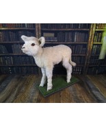 Preowned TAXIDERMY LAMB SHEEP Full Body STANDING ON MOUNT Excellent Cond... - £943.74 GBP
