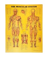1997 Muscular System Anatomical Chart Laminated Poster Medical Hospital ... - €42,88 EUR