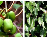 Top Seller - Issai Kiwi Vine Self Fruitful Female Variety 2.5&quot; Pot Live ... - £28.98 GBP