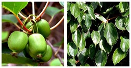 Top Seller - Issai Kiwi Vine Self Fruitful Female Variety 2.5&quot; Pot Live Plant - £29.06 GBP