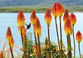 Tritoma Red Hot Poker Torch Lily 30 Seeds Fresh Seeds USA - £5.41 GBP