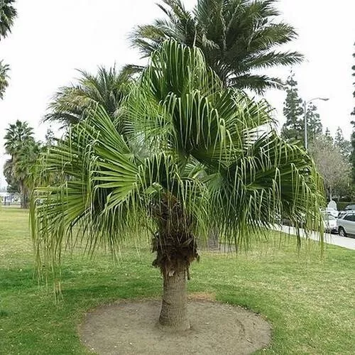 Livistona chinensis chinese fan palm false latvia 10 Seeds - £10.31 GBP