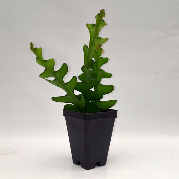 LWS Selenicereus Anthonyanus Rick Rack Cactus 3 inch Fast Shipping - $40.00