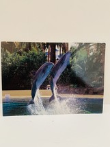 Las Vegas The Mirage Casino Dolphins Postcard - £7.78 GBP