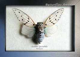 White Ghost Cicada Ayuthia Spectabilis Taxidermy Framed Entomology Shado... - $1,208.36 MXN