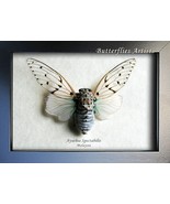 White Ghost Cicada Ayuthia Spectabilis Taxidermy Framed Entomology Shado... - $84.63 CAD