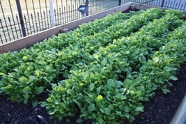 1500 Seeds Seven Top Turnip For Leaf Greens &amp; Sprouts Brassica Rapa Vege... - $9.68