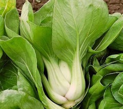 Semilir 90 Seeds Pak Choi White Stem Chinese Cabbage Bok Choy Vegetable Fast Gro - £6.95 GBP