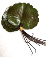 12 Vintage Geranium Corsage Leaves Variegated 2 3/4&quot; w 2 1/42 L Never Us... - £11.41 GBP